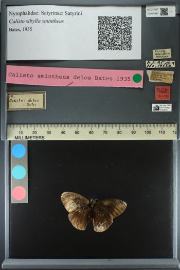 Media type: image;   Entomology 21991